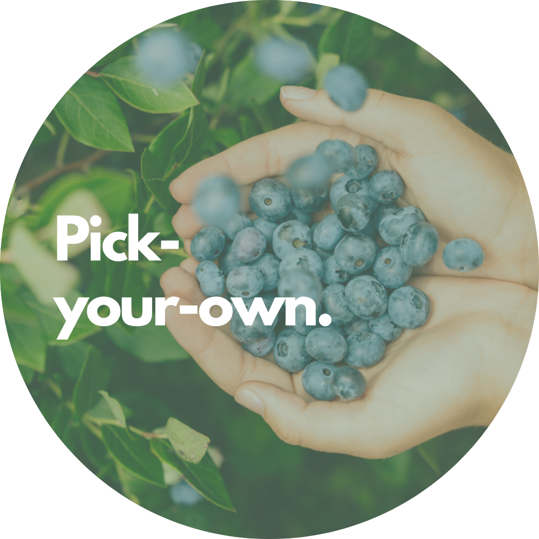 Pick-Your-Own Itinerary Button