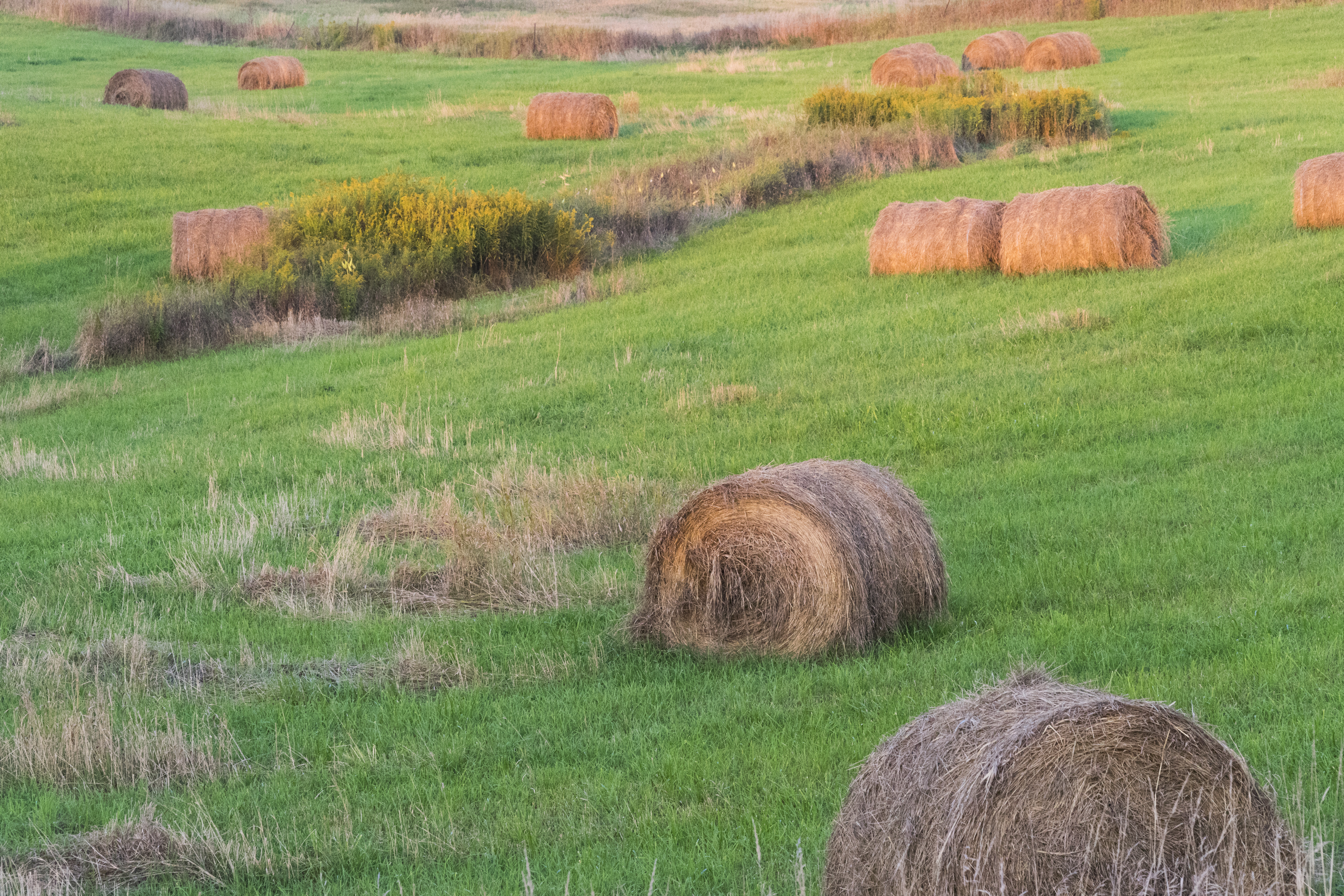 straw bales in a field 