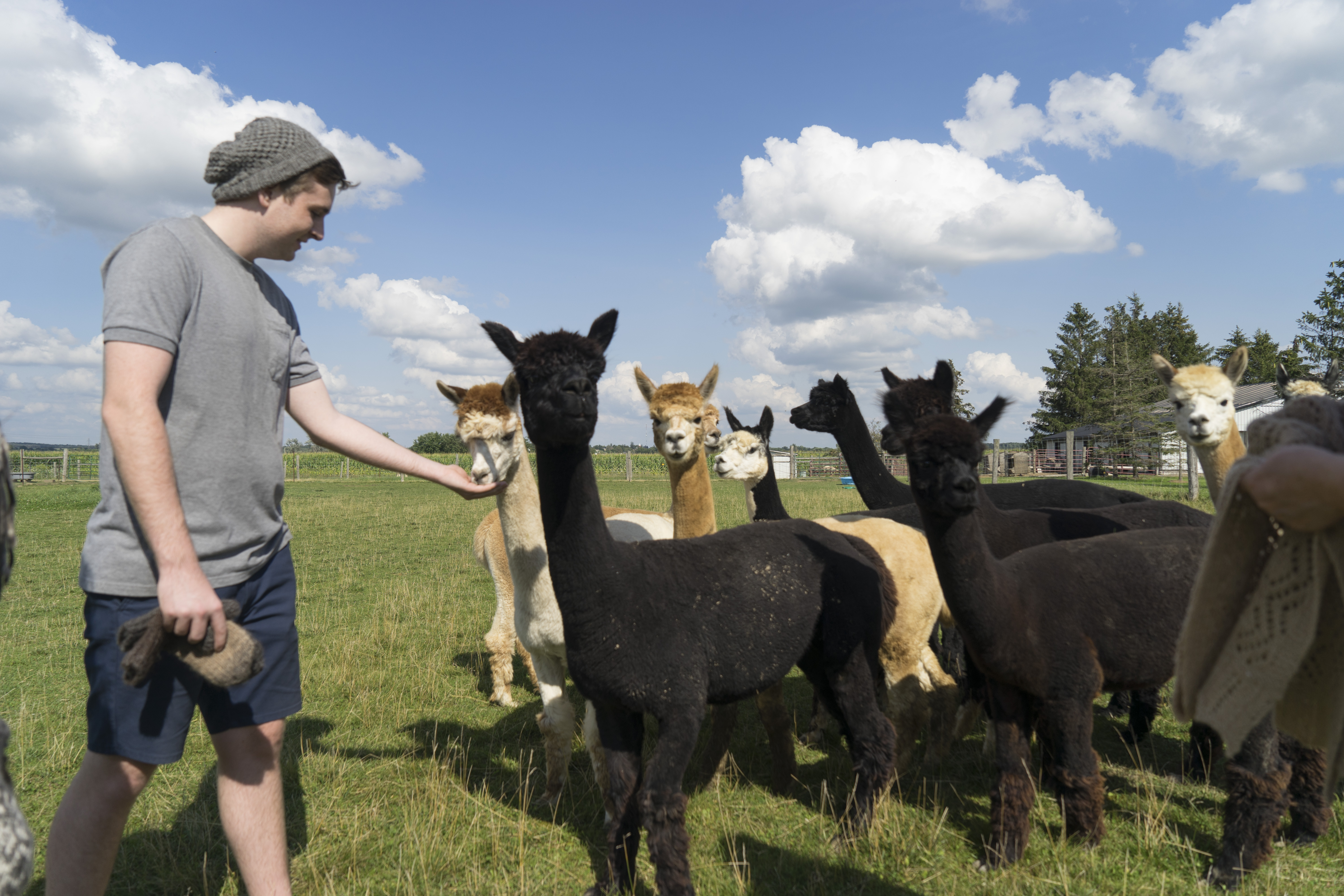 a man feeding alpacas 