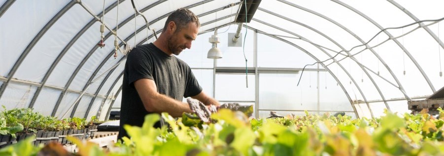 Man in greenhouse