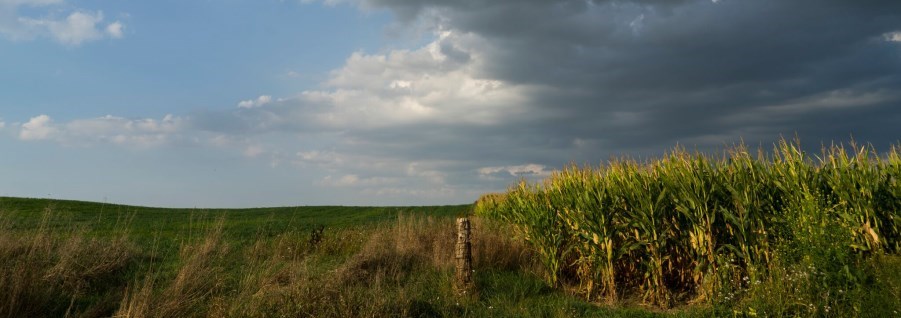 filed and sky