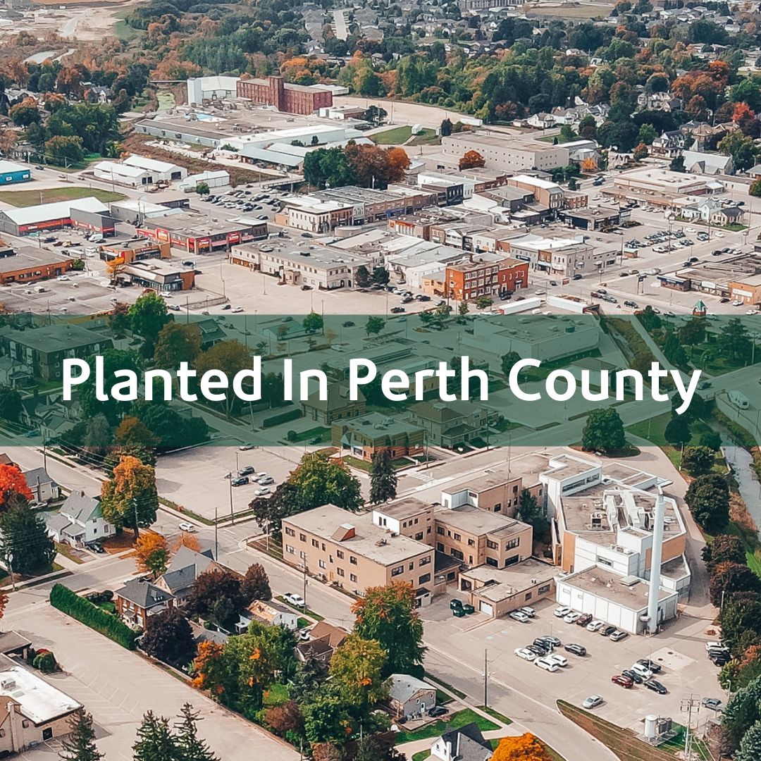Planted In Perth County