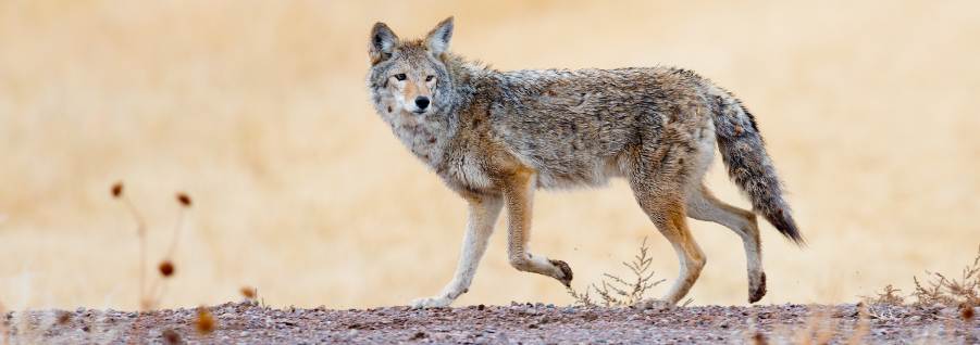 Image of a Coyote