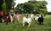 Children running through field with goats